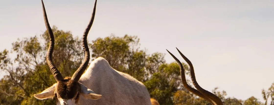 Souss-Massa National Park Guided Tour with Hotel Pickup
