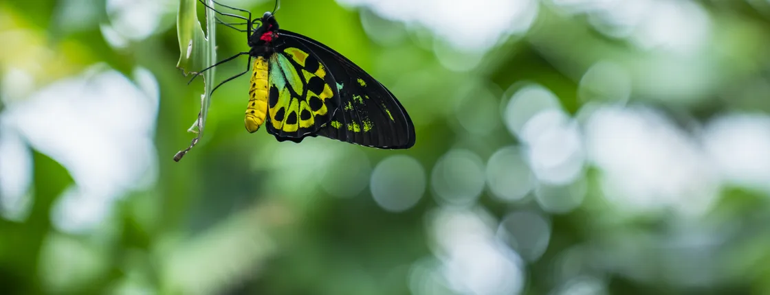 Kuranda Wildlife Experience package
