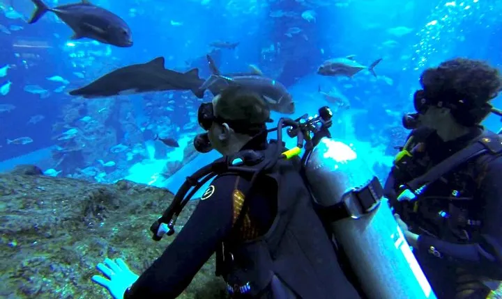Diving with Sharks certified