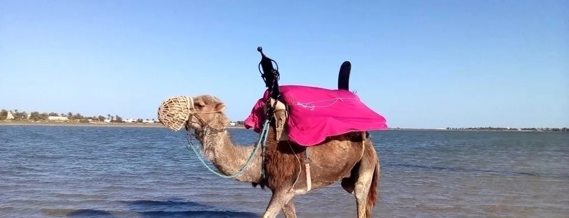 Djerba Dromedary camel tour