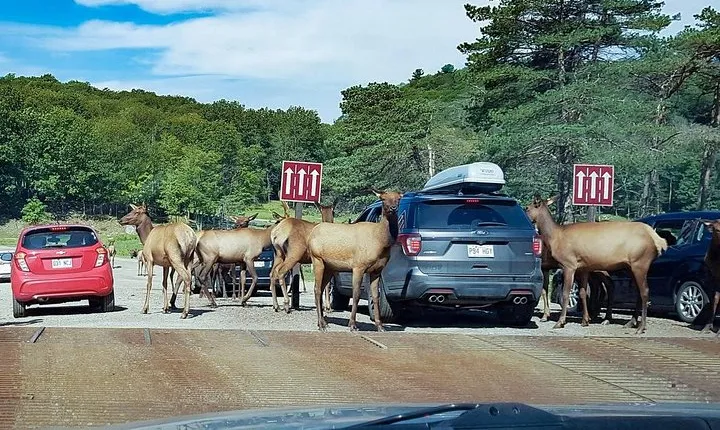 Private day tour to wildlife Parc Omega and Montebello lodge from Montreal