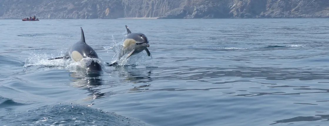 Dolphin Watching in Sesimbra with Transfer