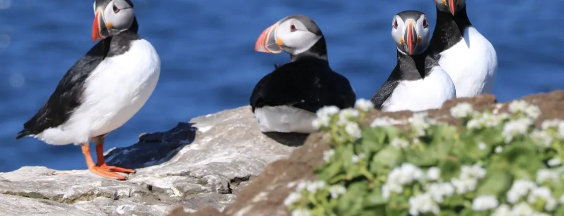 Premium puffin tour in Reykjavík