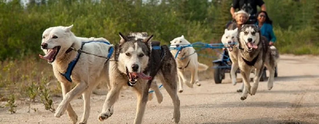 Husky ride adventure