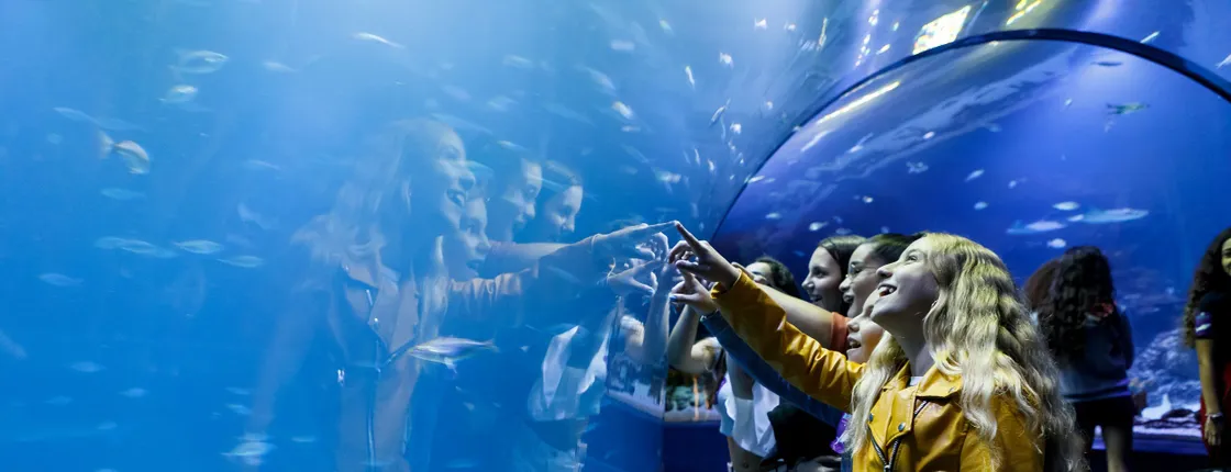 Admission Tickets for the Atlantis Aquarium in Madrid