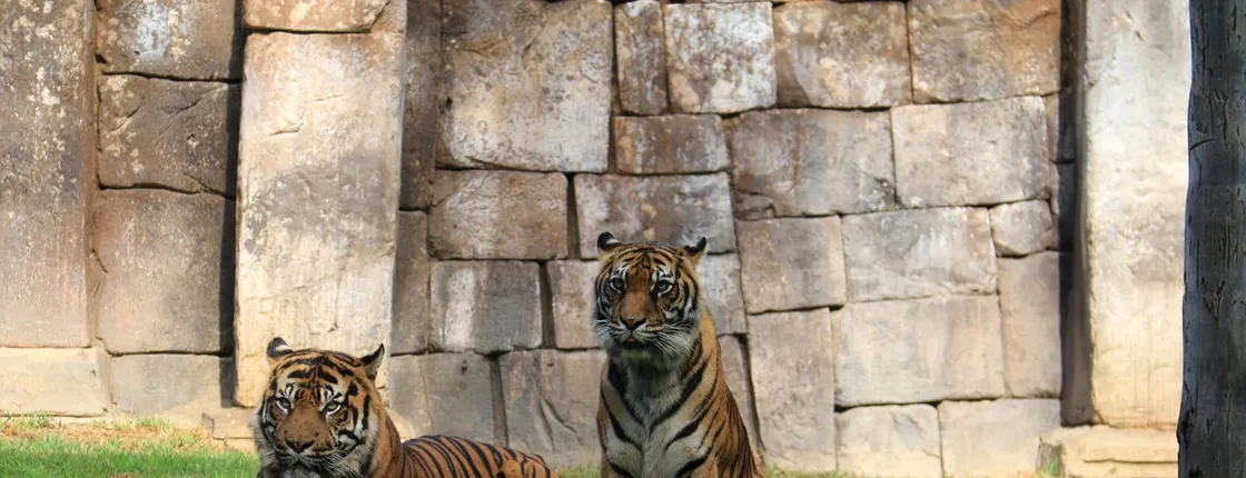 Tickets for Bioparc Fuengirola
