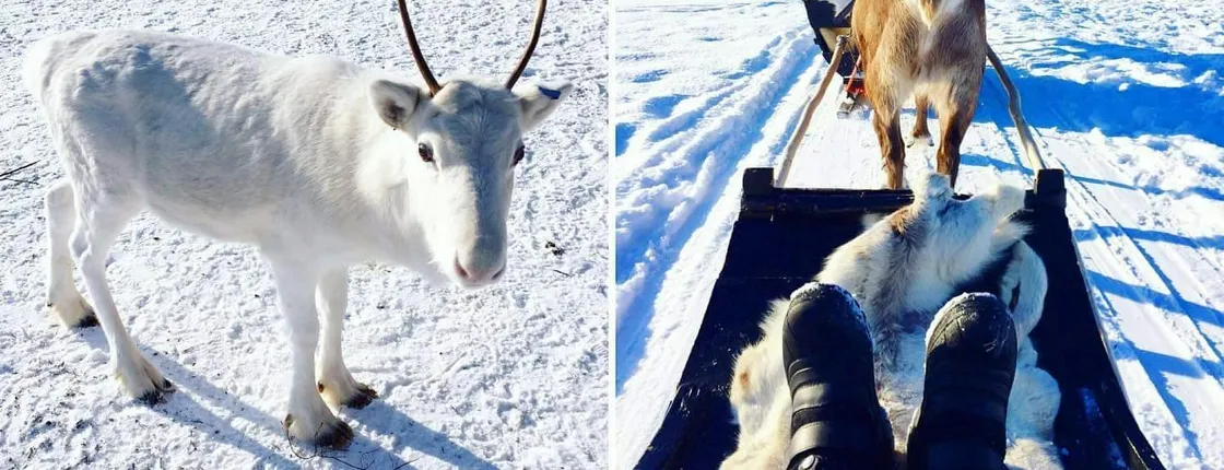 Traditional snowmobile safari in Levi to reindeer farm