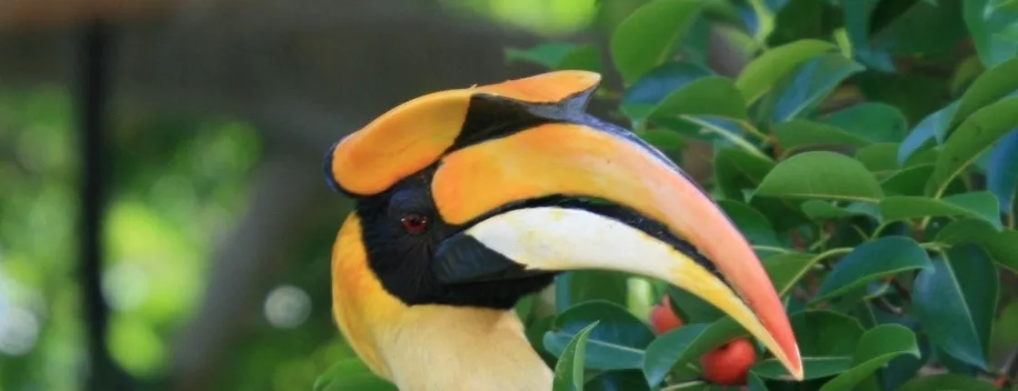 Birdwatching half-day tour in Langkawi