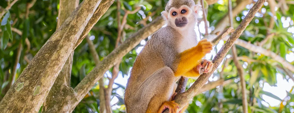 Monkey jungle tour