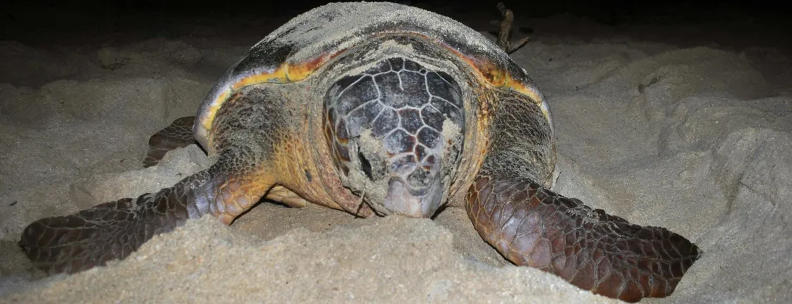Turtle nesting night experience in Boa Vista