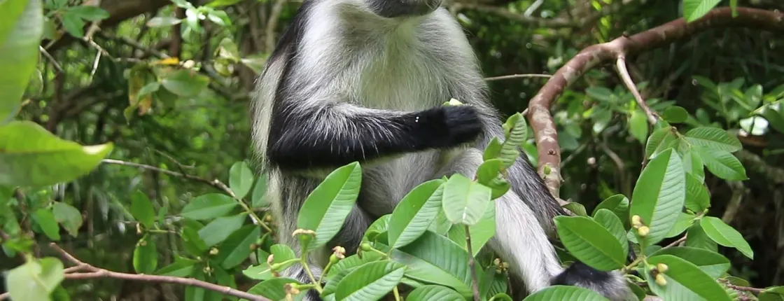 Zanzibar Jozani Forest, cave and village adventure private tour