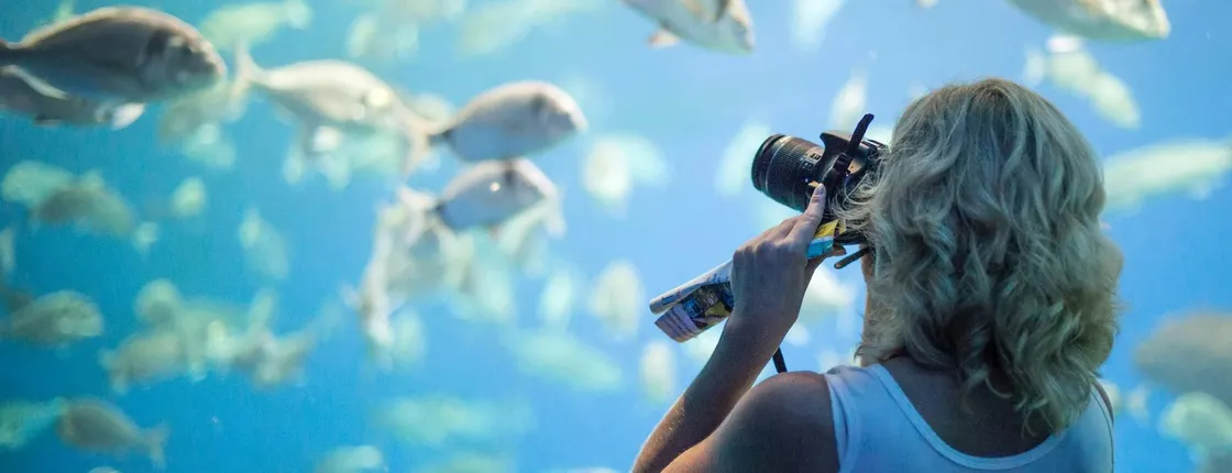 Palma Aquarium with transfer