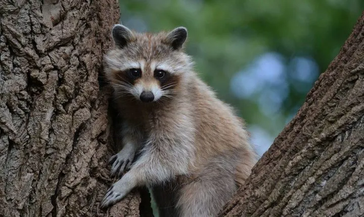 Montreal ZOO, private half day tour