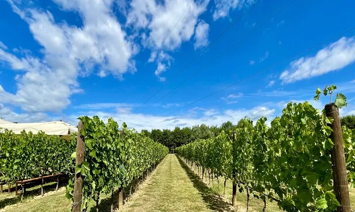 From Florence: Classic Chianti Villages, San Gimignano and Wine Roads by Minivan