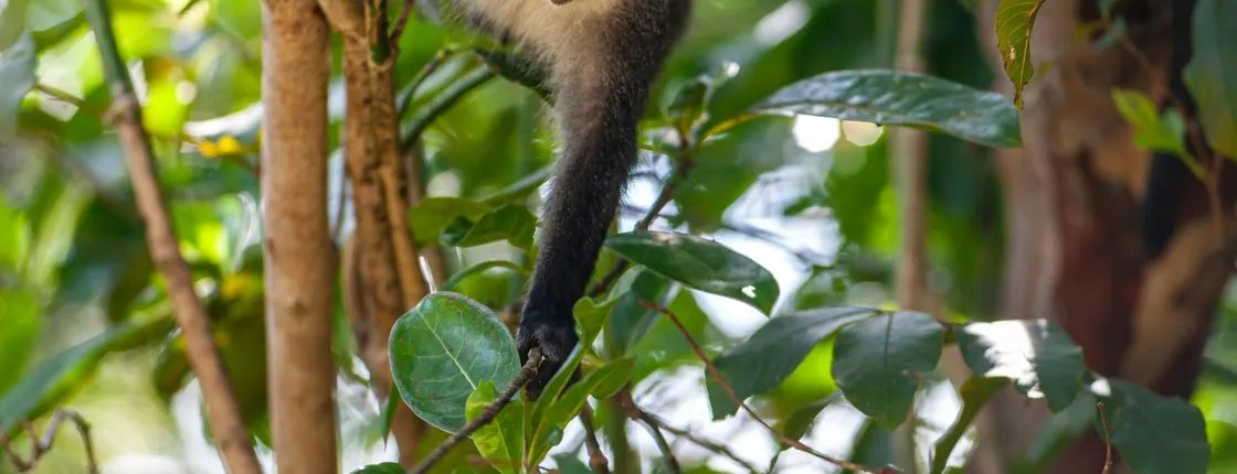 Zanzibar Jozani Chwaka Bay National Park private tour