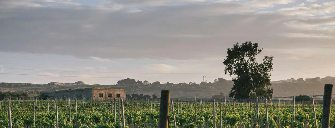 Small-Group Sicilian Wine Tasting in Syracuse