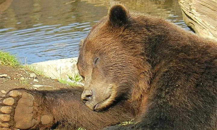 Sitka Sightseeing Tour including Fortress of the Bear and Totem Poles