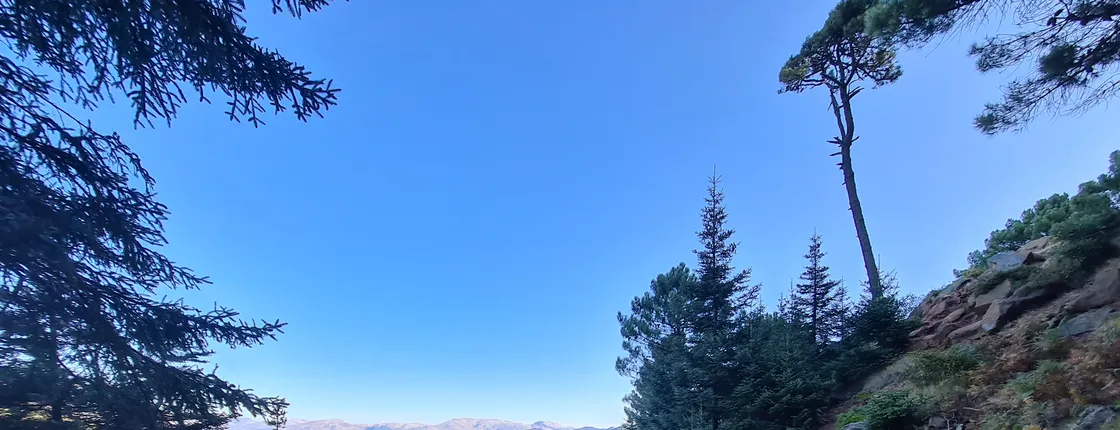 Private Hiking with transfer | Bosque de Pinsapos "Sierra Bermeja"