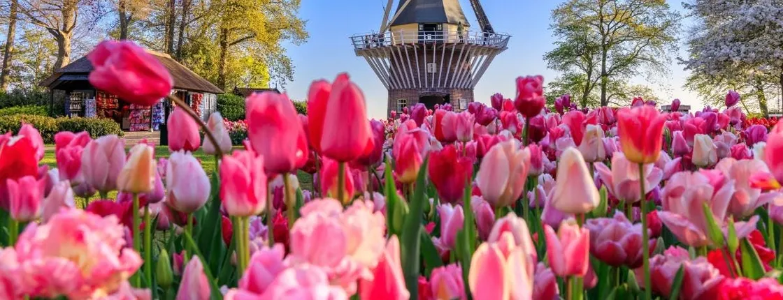 Guided tour to Keukenhof and Zaanse Schans from Amsterdam
