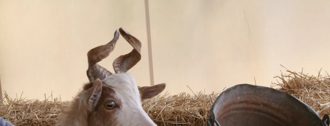 Animal farm tour and Aaromas garden at Bio Fattoria Augustali