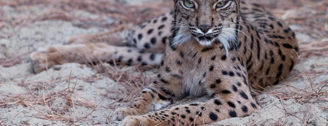Doñana National Park 4x4 safari tour