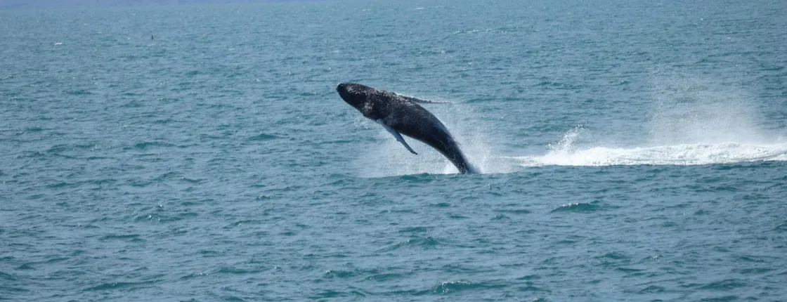 Akureyri whale watching cruise