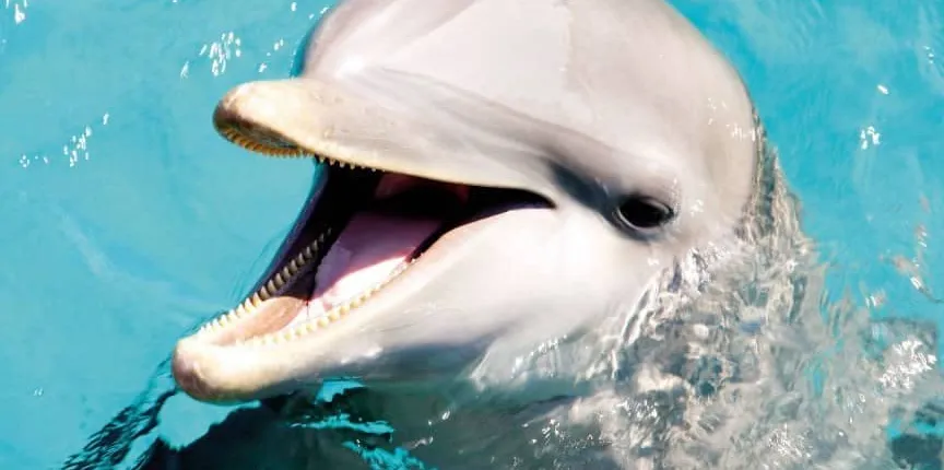 Dolphin silver swim at Dolphin Discovery