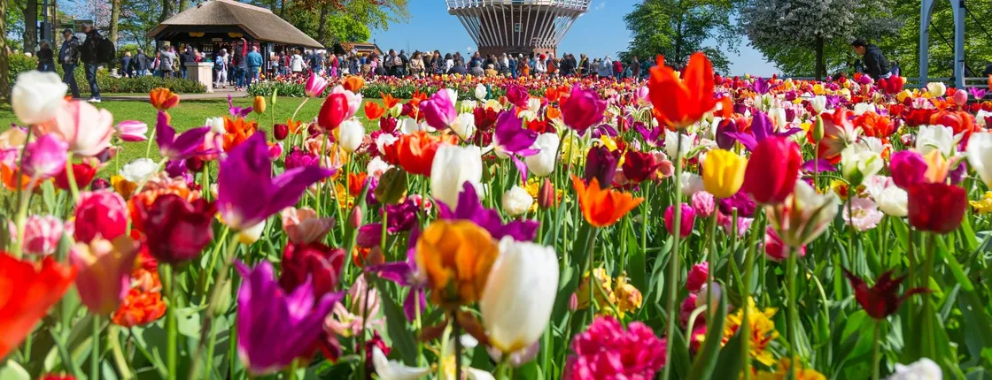 Schiphol airport shuttle and entry to Keukenhof with flexible return