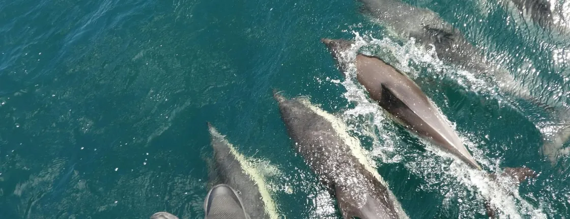 Dolphin watching in Gibraltar from the Coast of Cadiz