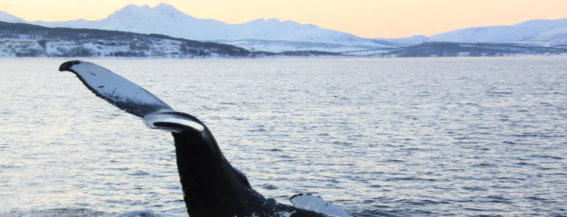Polar whale safari from Tromso by boat