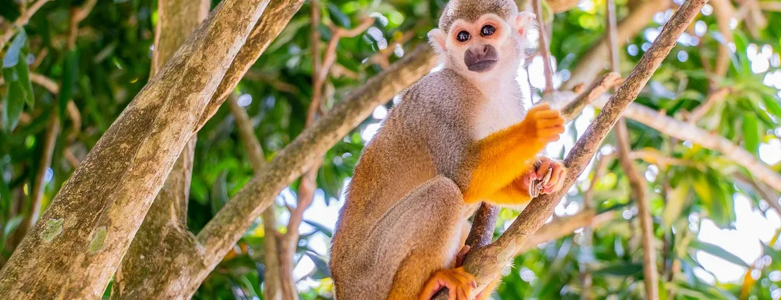 Monkey Land & Damajagua Waterfalls