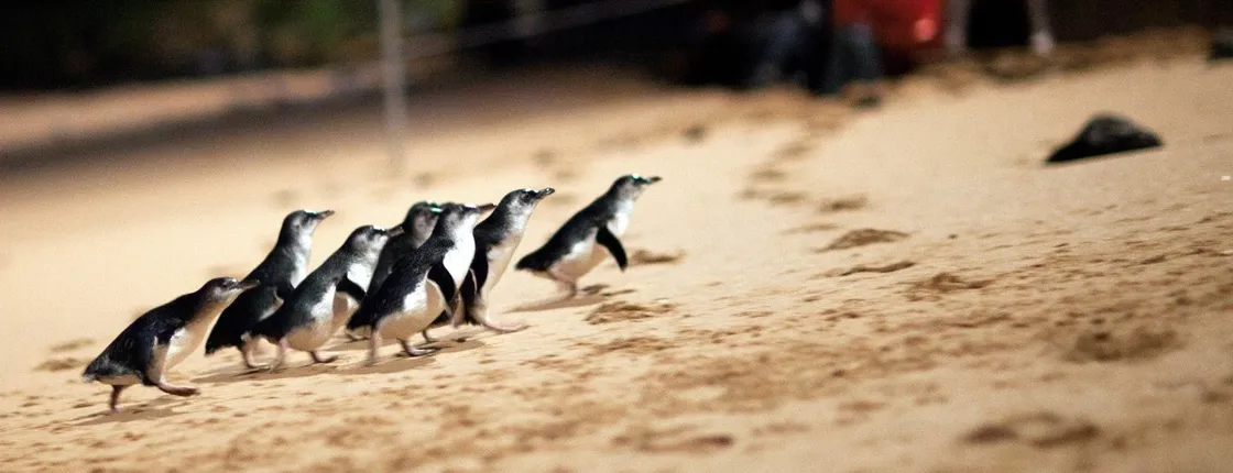 Phillip Island Penguin Parade and Churchill Island farm tour