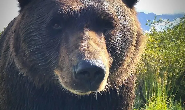 Wilderness, Wildlife, Glacier Experience from Anchorage