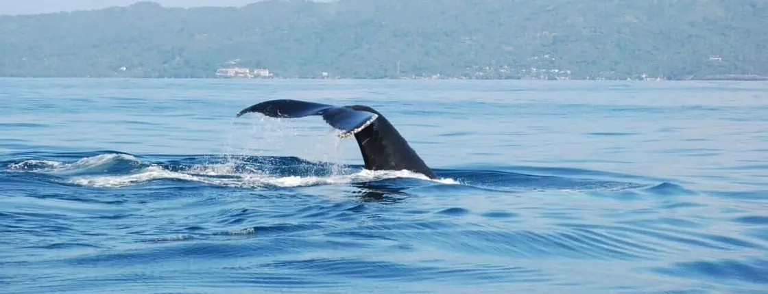 Whale-watching and Bacardi Island