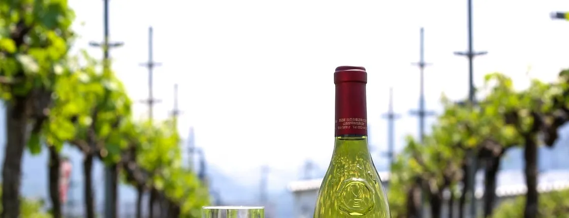 Special Wine Tour at Shirayuri Winery in Katsunuma Yamanashi