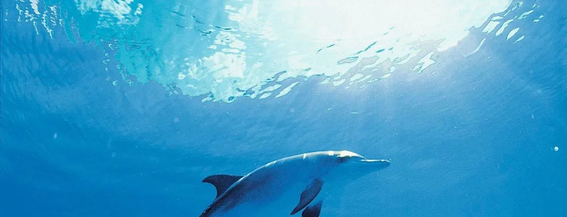 Dolphin encounter ticket at Isla Discovery