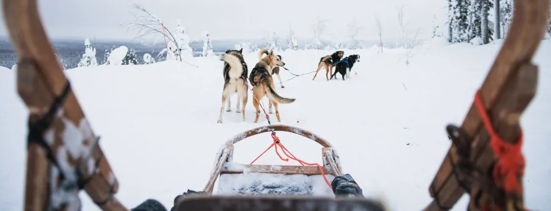 Long Husky trail through the Arctic Circle