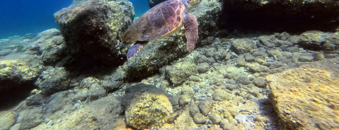Paphos eco snorkelling adventure