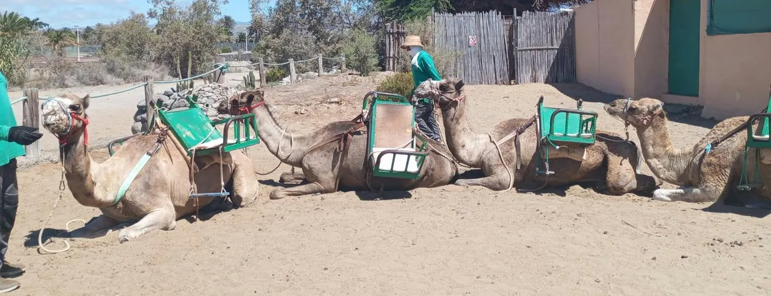 E-Scooter city tour with camel safari across Maspalomas dunes