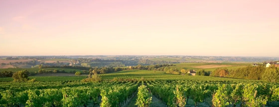 Côte de Nuits half-day wine tour with tastings from Dijon