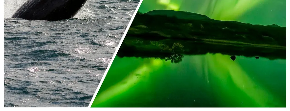 Whale watching and northern lights tour from Reykjavik