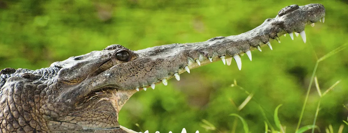 Crocodile Park
