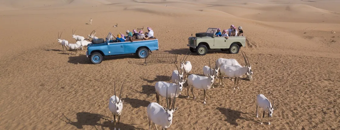 Dubai desert safari by vintage Land Rover with dinner