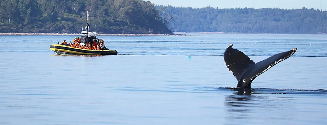 Tadoussac whale watching cruise on a zodiac boat