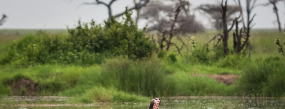 Two-day Nyerere National Park safari with overnight lodge stay
