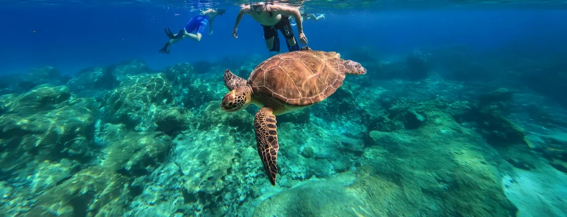 Protaras turtle snorkelling tour by speedboat