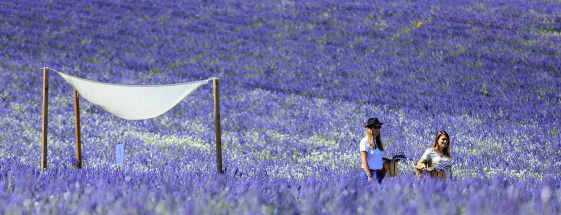 Visit of a lavender field in Aix-en-Provence