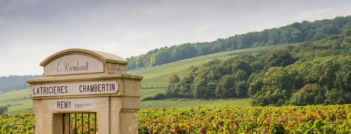 Cote de Nuits and Cote de Beaune vineyards tour from Dijon