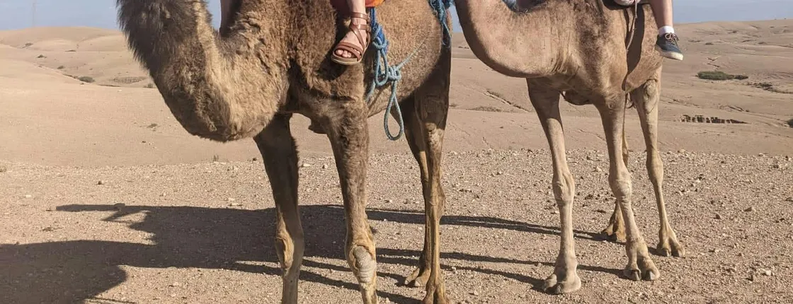 Agafay desert camel ride