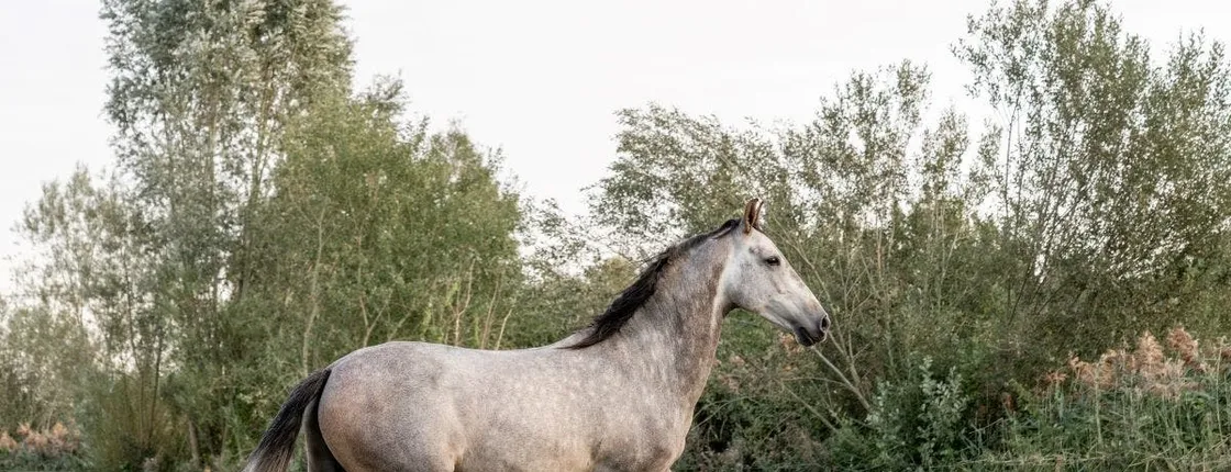 Horseback Riding in Doñana National Park from Seville